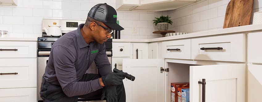 Professional pest control inspection